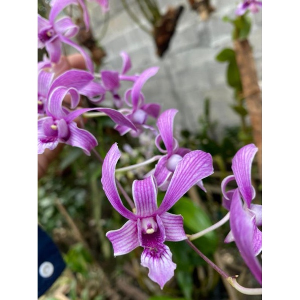 Jual Anggrek Dendrobium Rosemary Plant Jumbo Anggrek Jadul Tahan Hujan