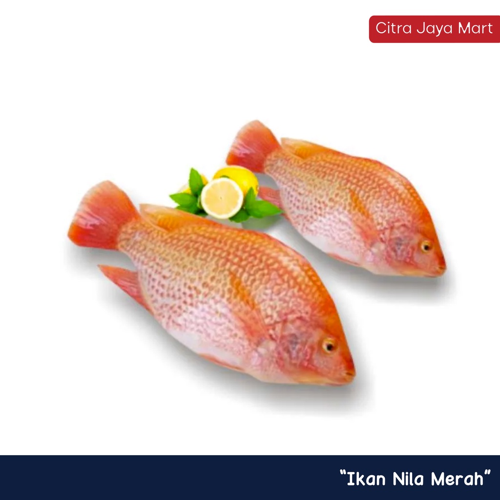 Jual Ikan Nila Merah 500g Daging And Seafood Segar Khusus Jogja