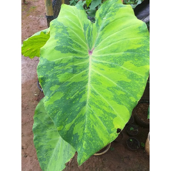 colocasia midori sour