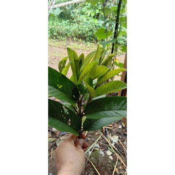 

Daun jambu biji