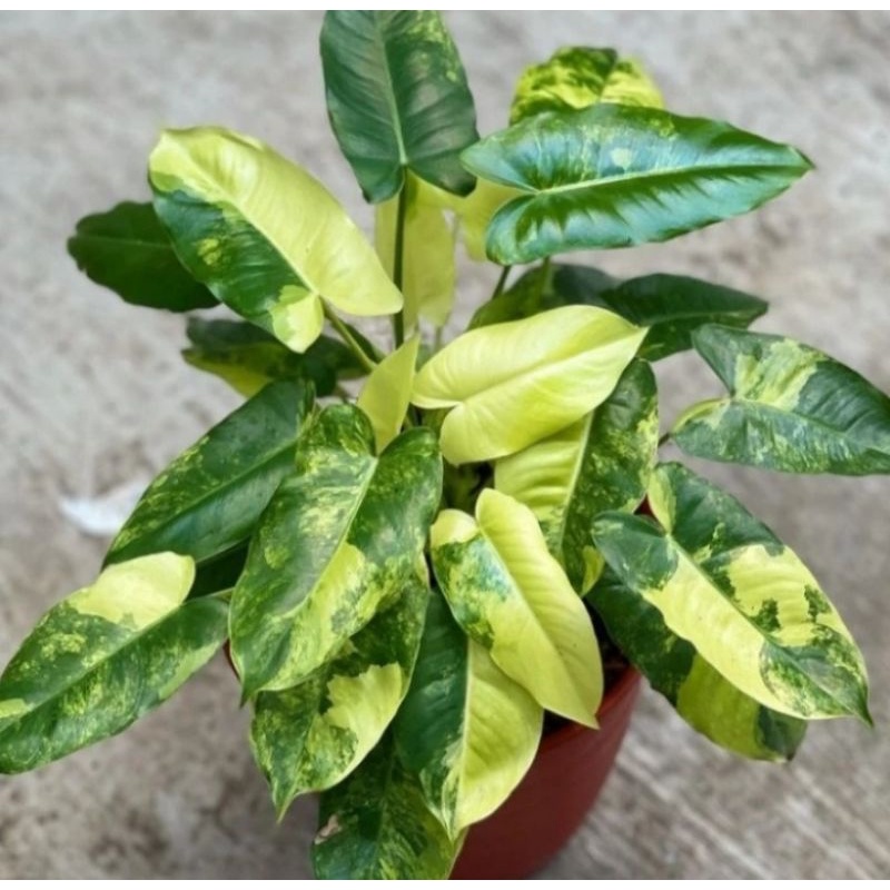 BURLEMAK VARIGATA/BREKELE VARIGATA