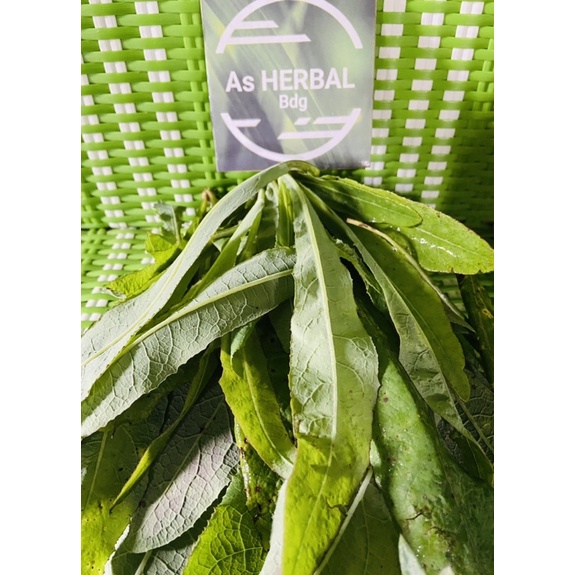 

Daun tempuyung segar 500 gram petik langsung