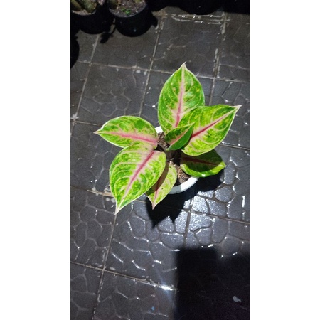 Aglonema jamela jackpot