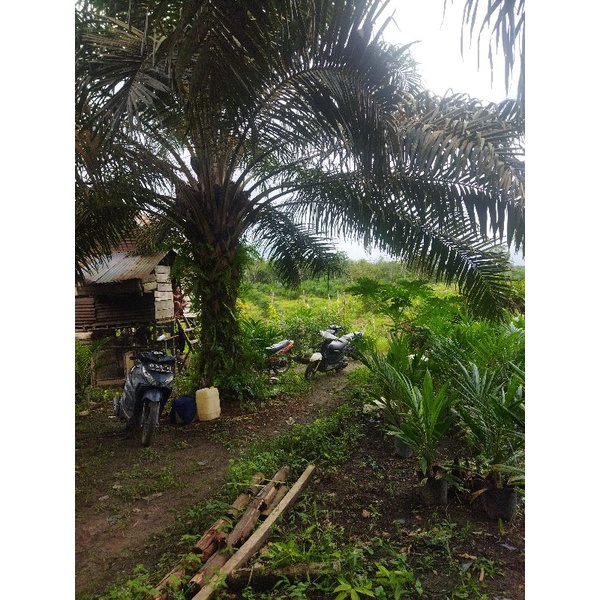 

madu manis hutan asli bangka