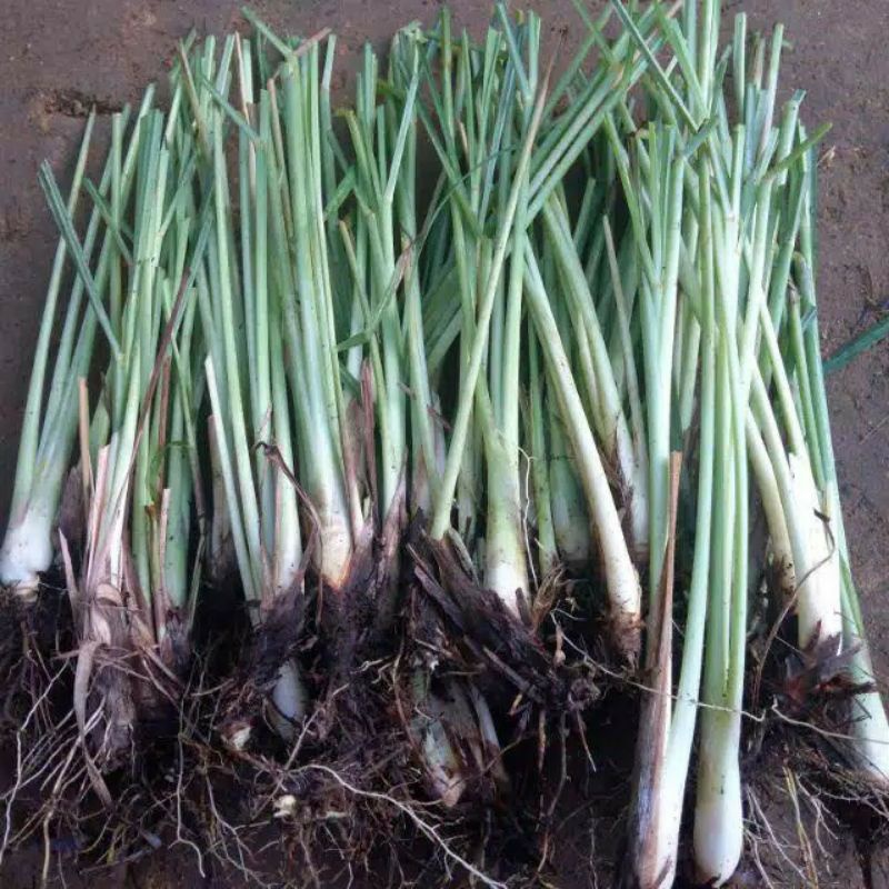 bibit sereh bumbu dapur. 3 bibit sereh. -