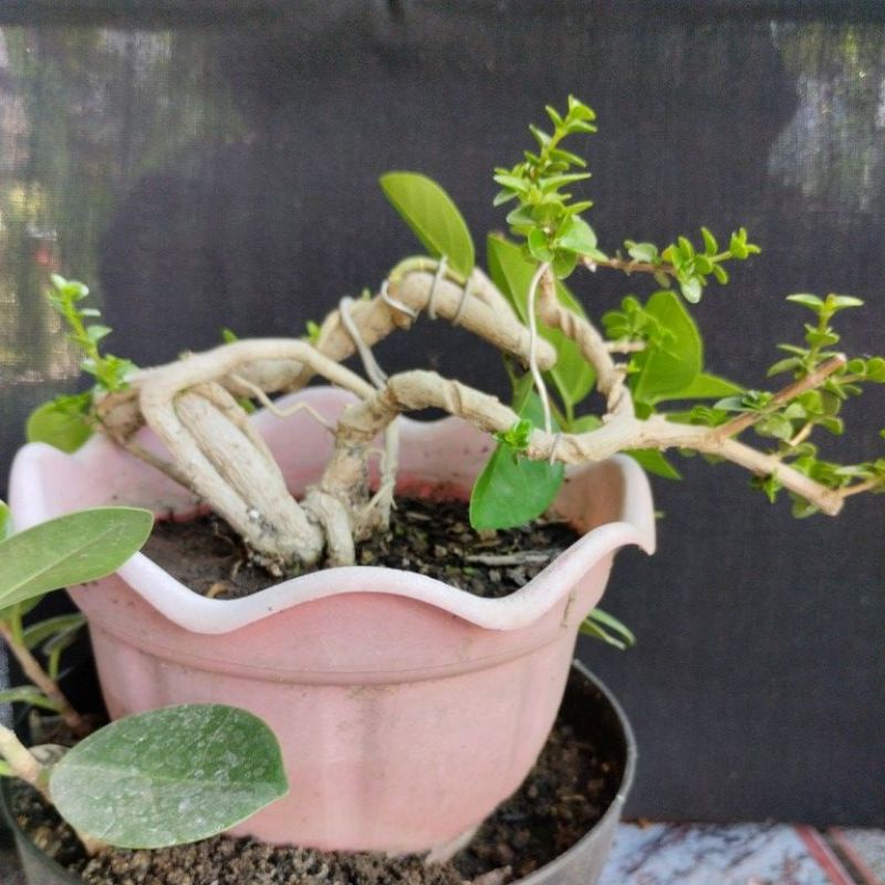 Bonsai Sancang_Mame