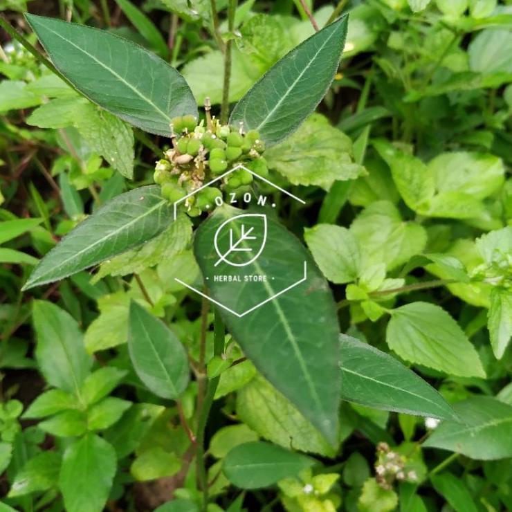 

ShareNow--Daun Kate Mas Katemas Petik Mas Emas Patik mas Suduk Mentul Segar 150gr