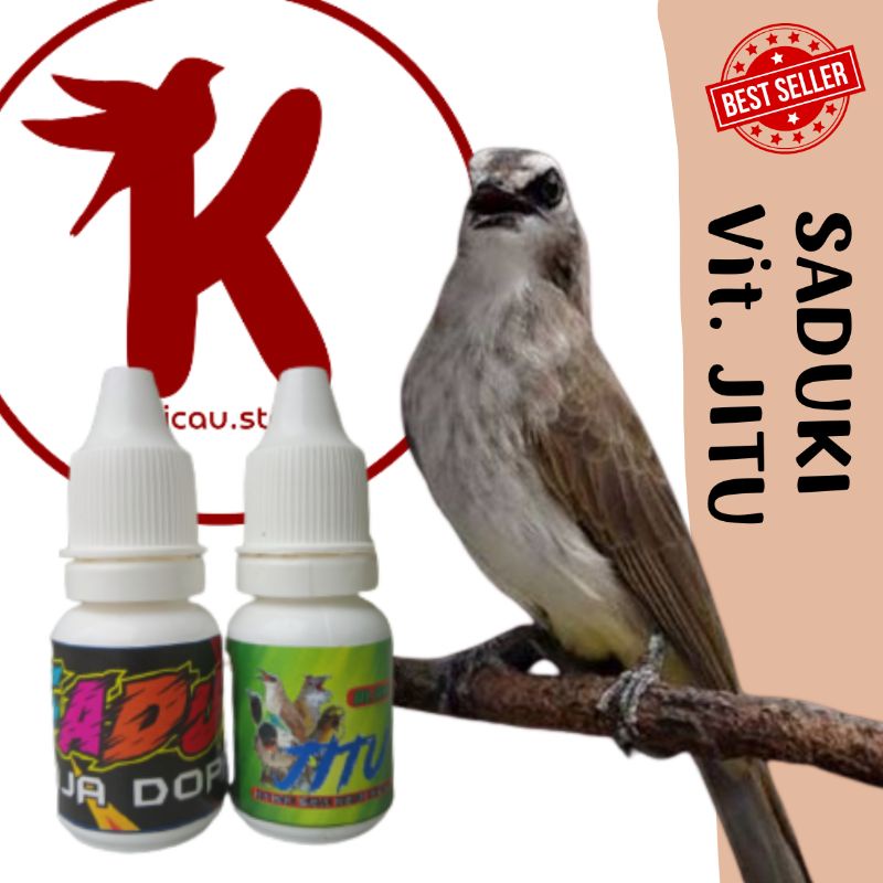 [kicau#2] Vitamin harian JITU dan doping lomba SADUKI. Burung trucuk. Trucukan
