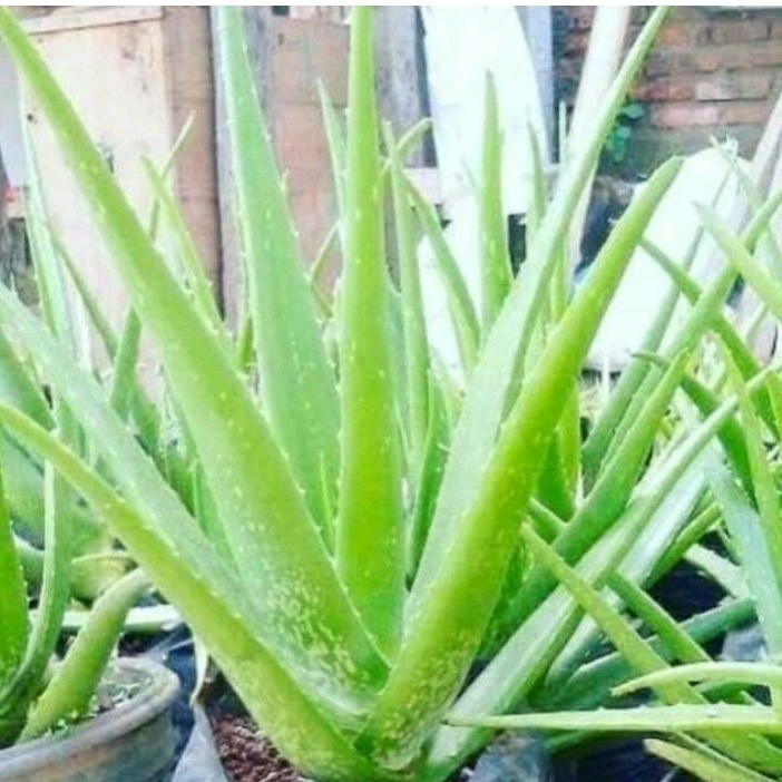 tanaman hias sensipera/lidah buaya