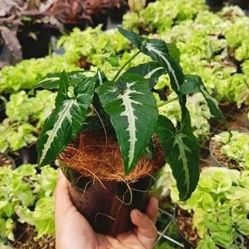 tanaman hias keladi tikus-keladi hias