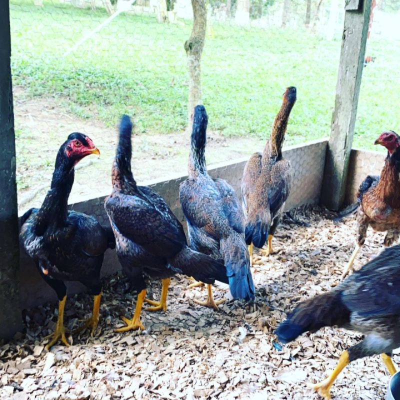 

JUAL TELUR AYAM SAMO KUMBANG PERBUTIR