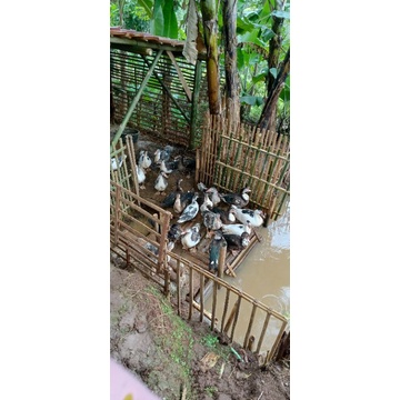 

entog hidup/daging fresh