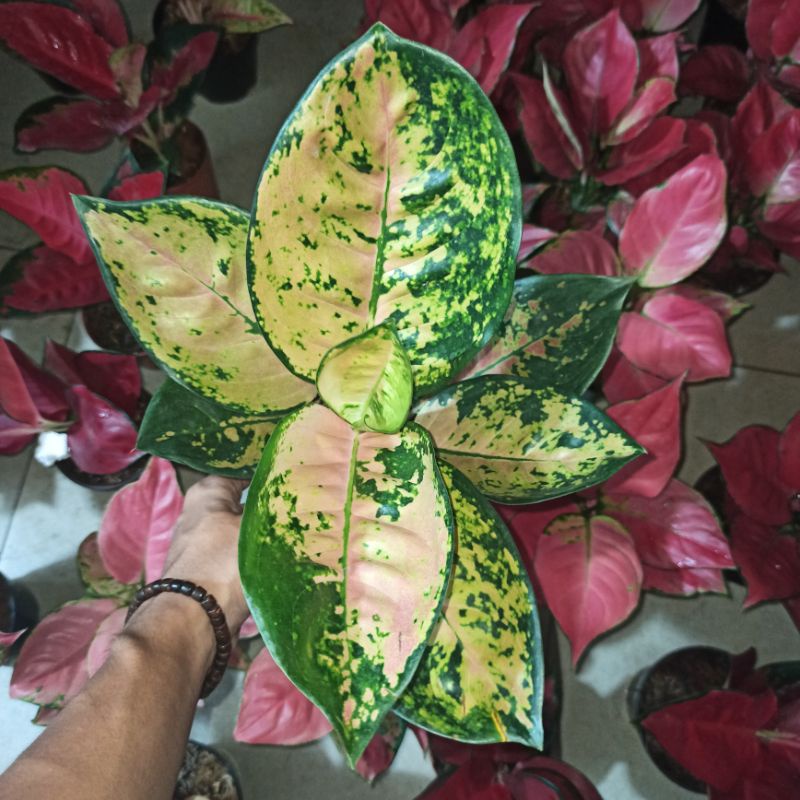 Aglonema sultan brunai dewasa