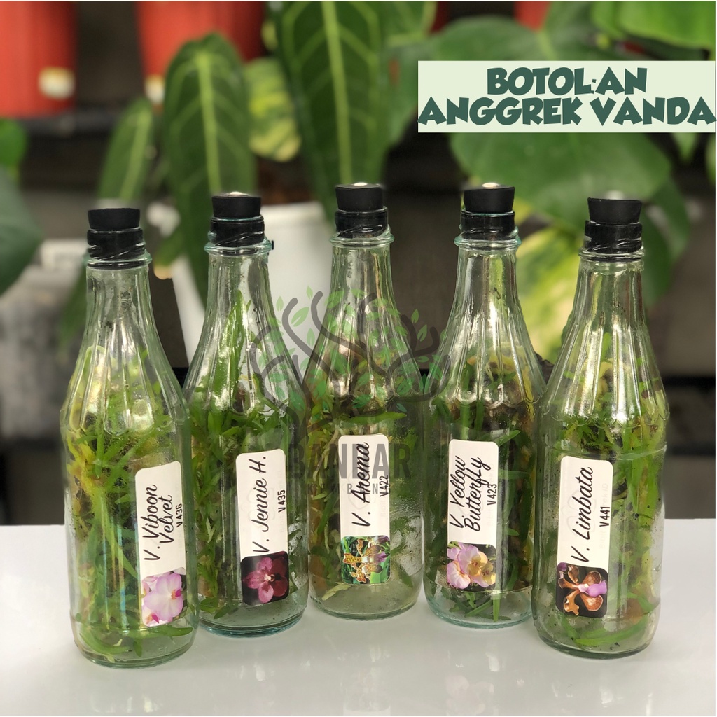 Anggrek Vanda Motes bibit Anggrek Botolan Anggrek Botol Benih Anggrek Vanda
