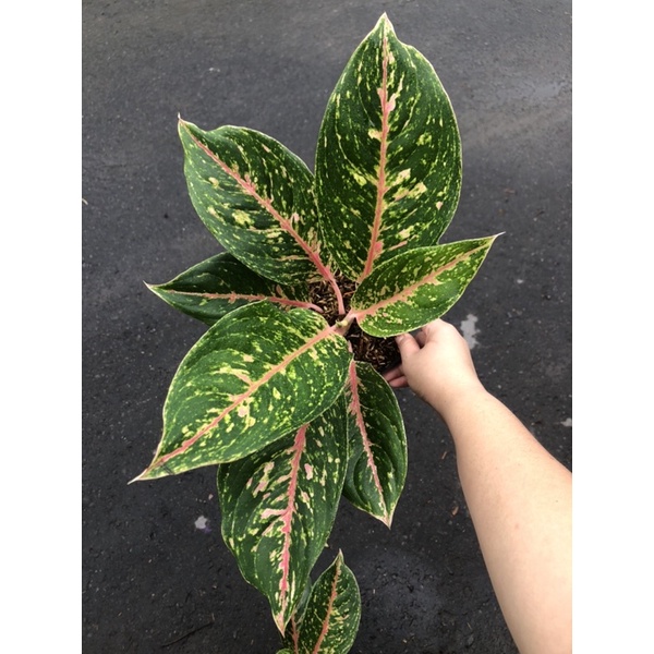 aglaonema Mayang