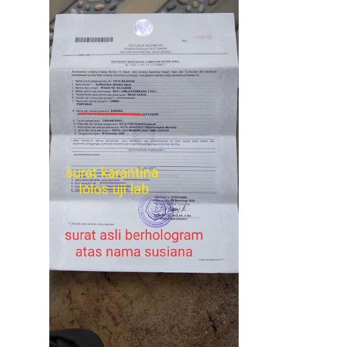 

FREE ONGKIR!Akar bajakah Original COD bayar di tempat|SQ2