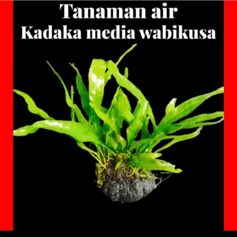 Tanaman air aquascape kadaka media tanam wabikusa