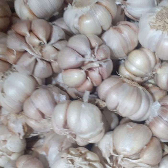 

TERBARU Bawang Putih Honan Bawang Putih Banci 500gr++