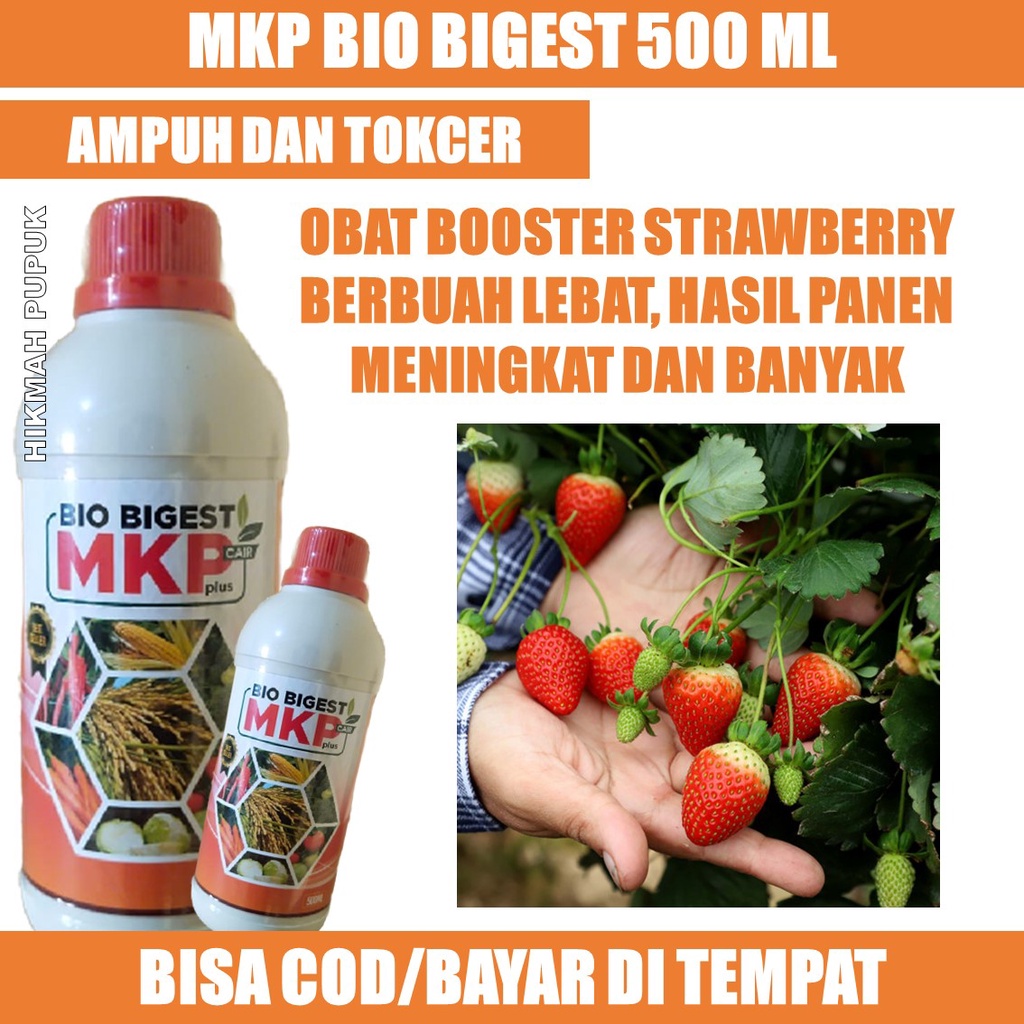 Jual OBAT PELEBAT TANAMAN STRAWBERRY & Jenis Strawberry Lainnya BIO ...