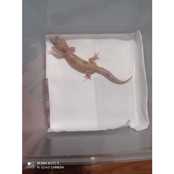 Jual Dreamsicle Leopard gecko | Shopee Indonesia