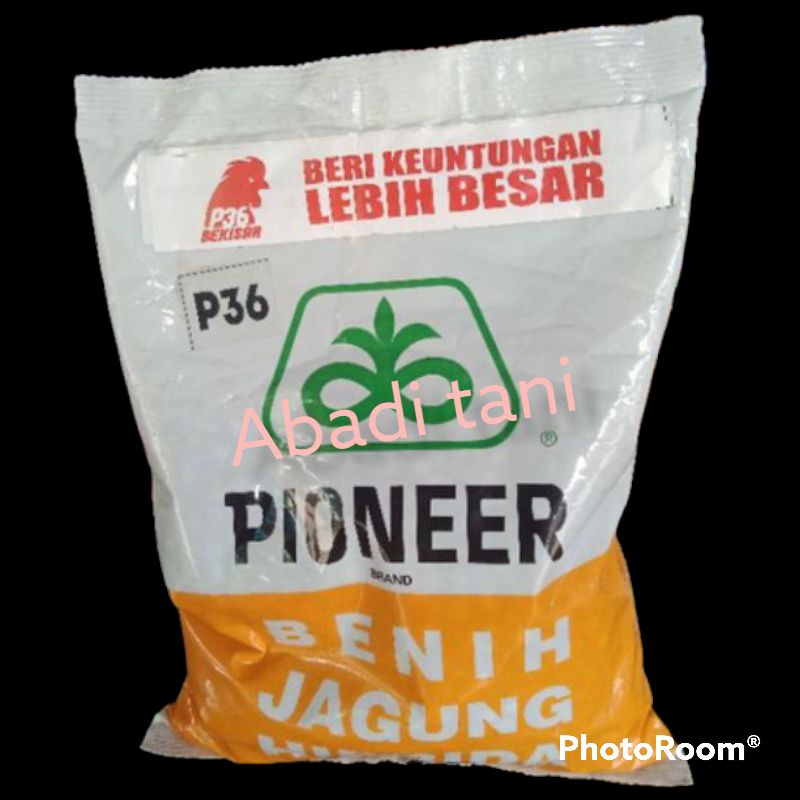BENIH JAGUNG PIONER P36 KEMASAN 1KG