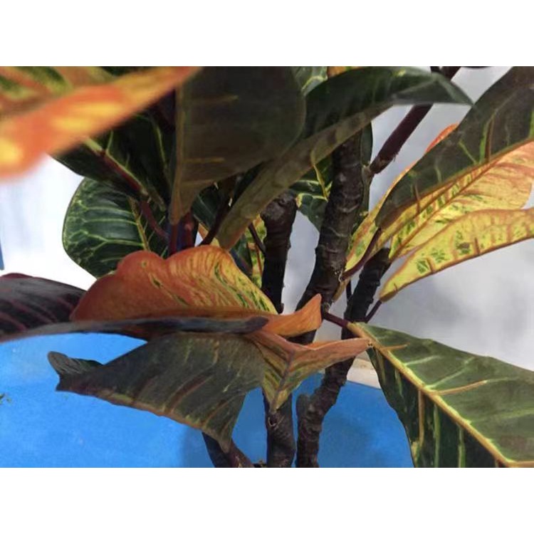 AND / COD / Tanaman Pohon Hias Plastik Dekorasi Ruangan Rumah Artificial Croton Plant Tanaman Hias PBP81