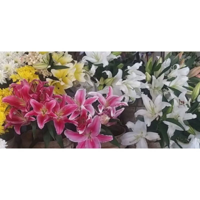 bunga potong lily putih/pink/ bunga segar