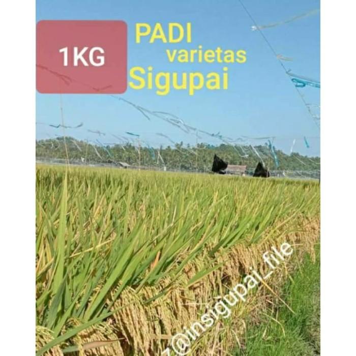 Benih / Bibit Padi Sigupai Asli Lokal Aceh Best Seller