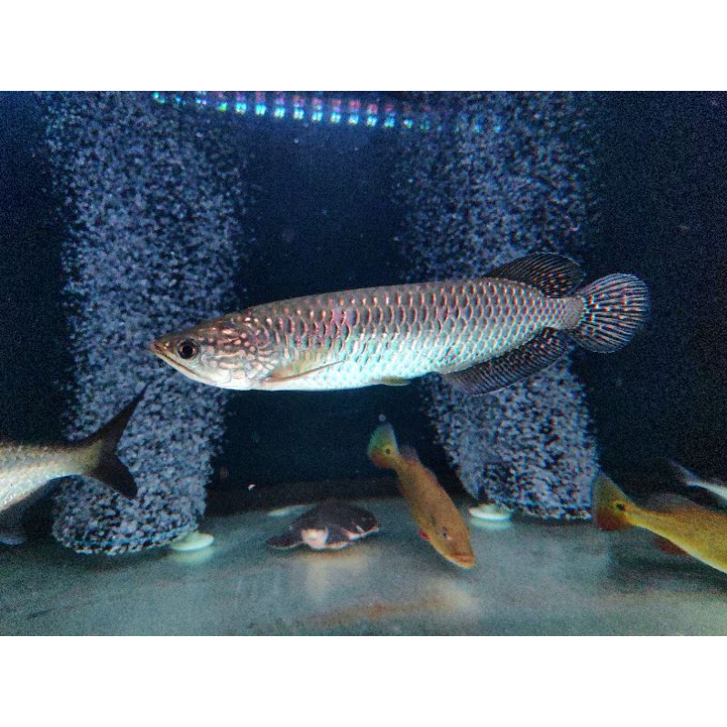 arowana jardini dark pearl (good color)