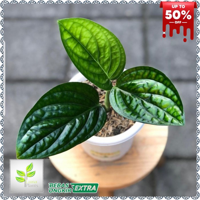 Tanaman hias sirih gading badak - monstera badak - MURAH