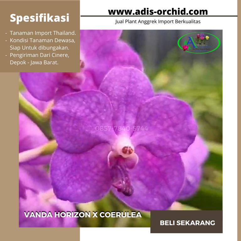 Anggrek Vanda Horizon x Coerulea