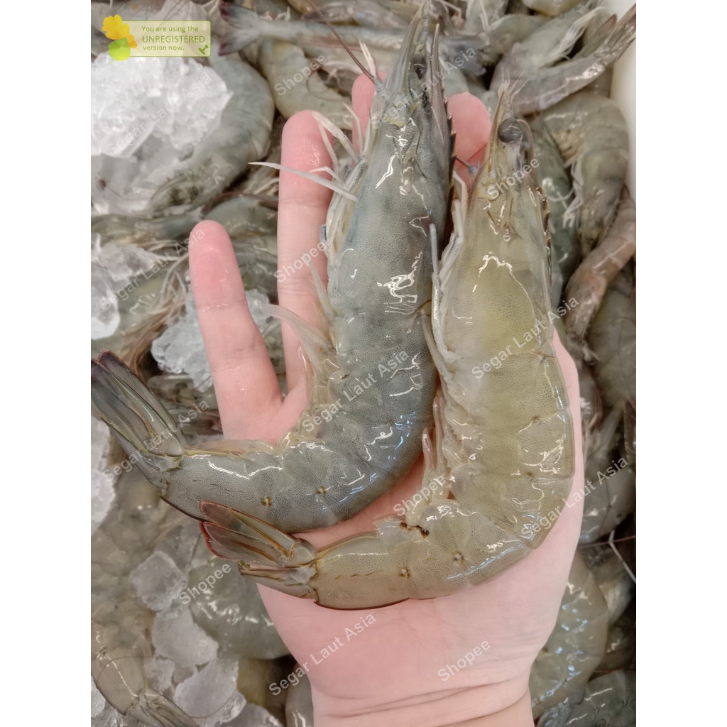 

Udang Vaname Segar Udang Vanamei 1Kg