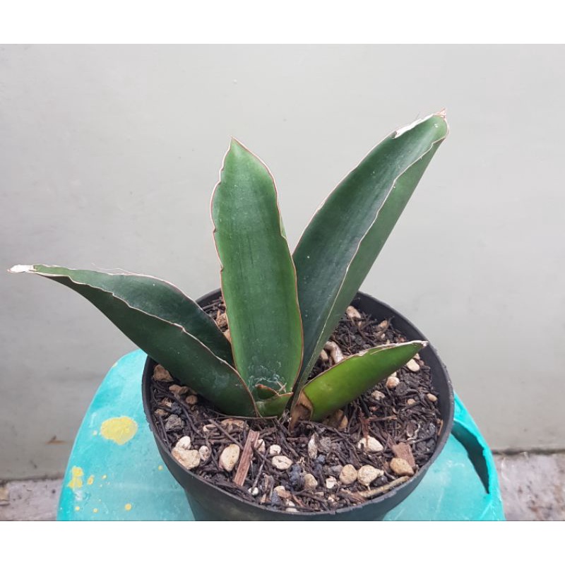 S. mazares kenya sp.