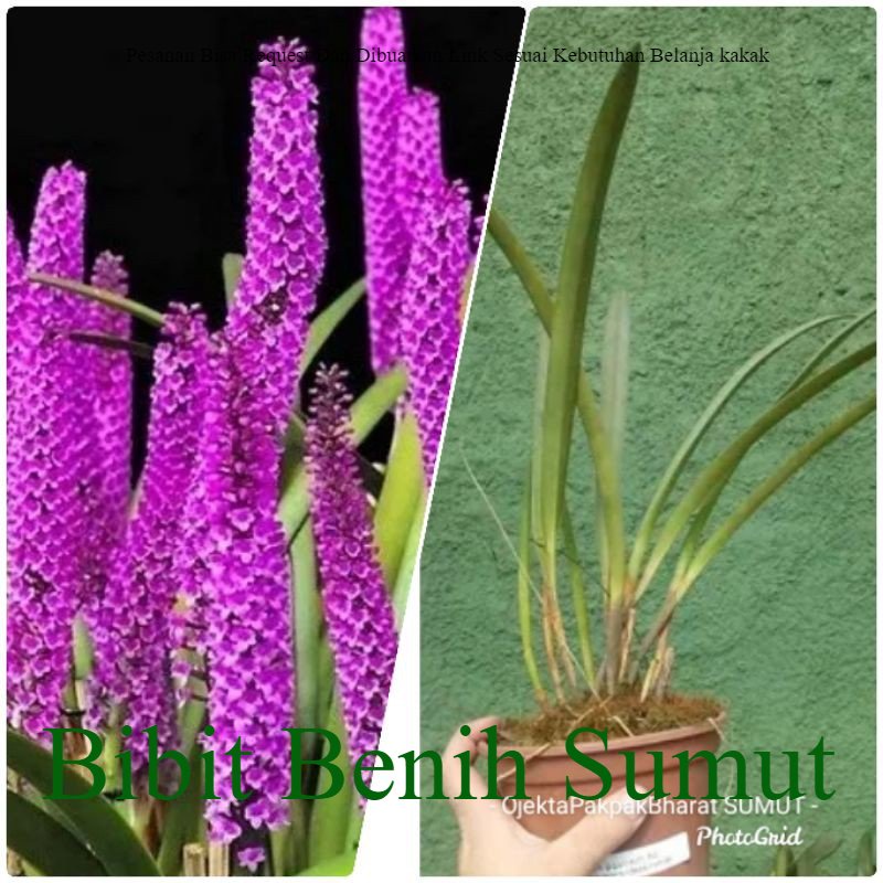Anggrek Hutan Arpophyllum anggrek Hutan Sumatera Bila ingin order banyak bisa kami buatkan link khus