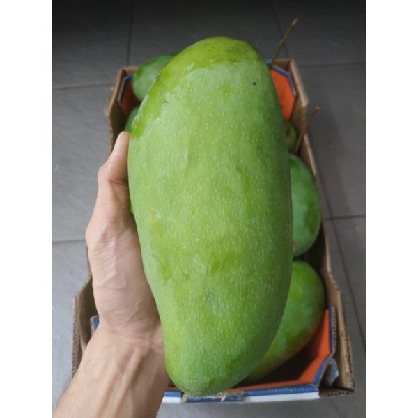 

Mangga Kiojay / Kijoy Thailand (10 KG) Fresh