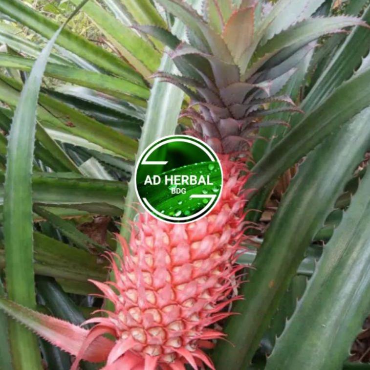 

Miliki Segera.. Nanas Muda Merah Nanas Hutan Fres Segar 1kg WTQ