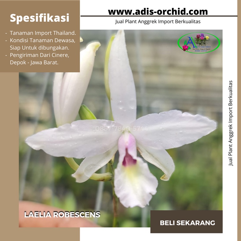 Anggrek Laelia Robescens