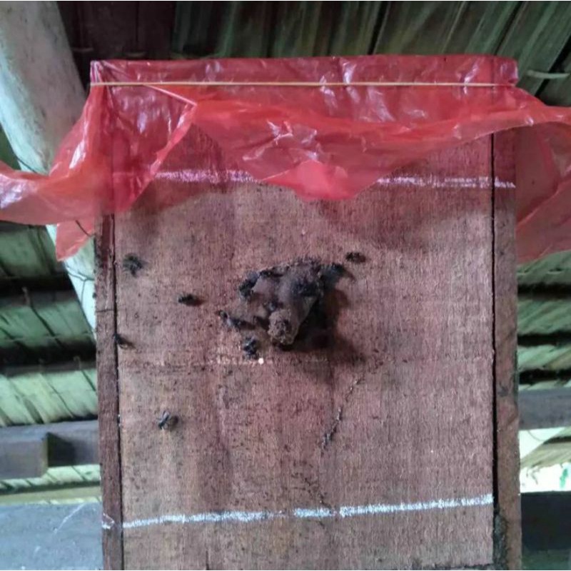 stup kelulut trigona itama