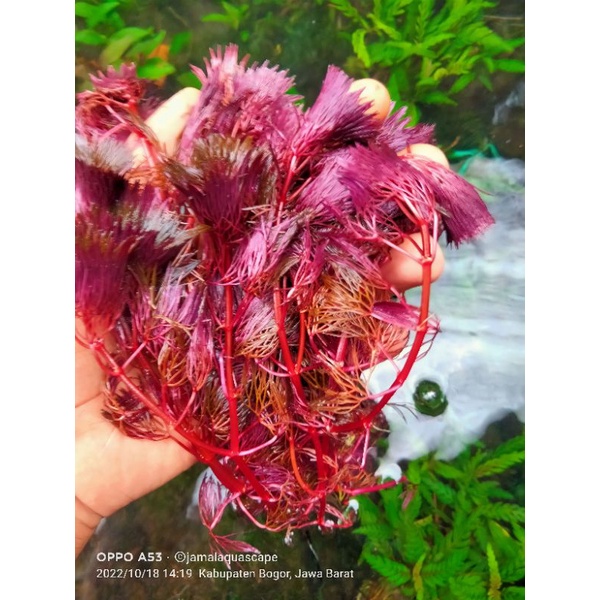 Cabomba super Red  Tanaman hias  Akuarium