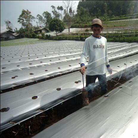 Mulsa Plastik pertanian Hitam Perak lebar 80 cm 1 rol tebal kuat murah
