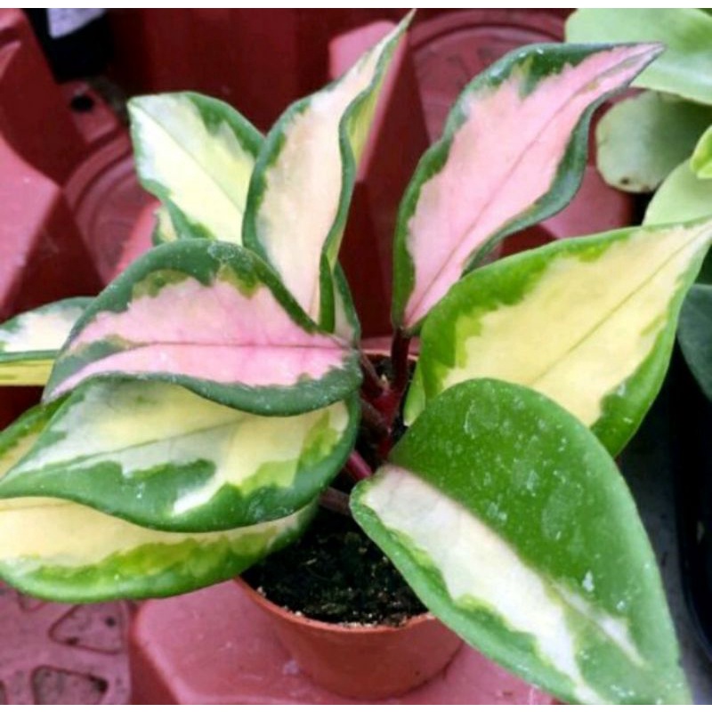 tanaman hias hoya tricolor/ hoya carnosa