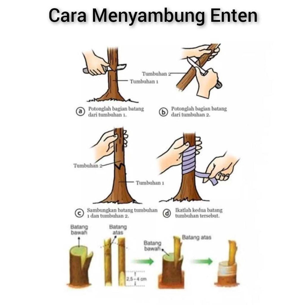 Alat Stek Paket Grafting Tool Tape Isolasi dan Pisau Okulasi Sambung Pucuk Tanaman - Set Alat Okulasi Tanaman Peralatan Cangkok Tanaman Plastik Okulasi &amp; Pisau Okulasi Tanaman