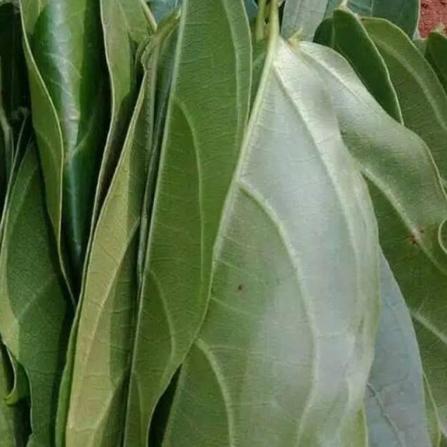 

Daun cincau kipanas segar langsung petik per1kg