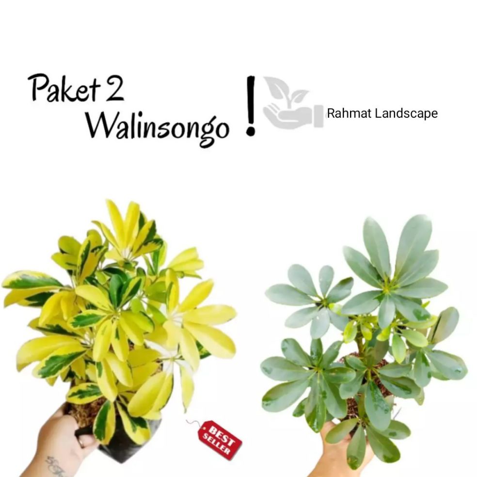 paket 2 tanaman hias walisongo / tanaman walisongo / tanaman hias walisongo