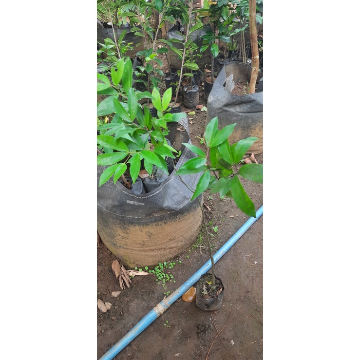 Namnam atau Kopi Anjing tanaman namnam neka bibit purworejo