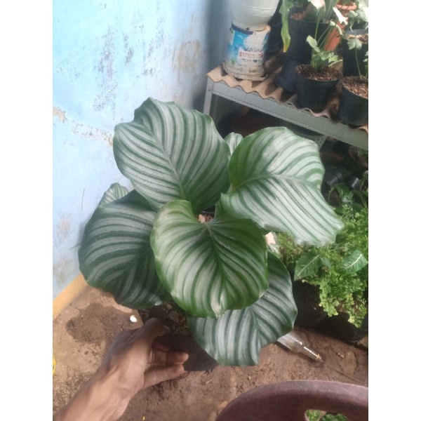 calathea orbifolia
