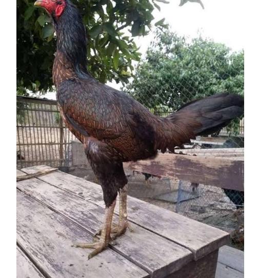 

CODERr8R2--TELUR AYAM PETARUNG BANGKOK BULBI UNTUK DITETASKAN