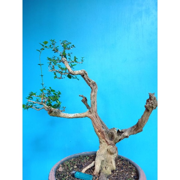 Bonsai Wacang (Wahong Sancang) | Bonsai Prospek