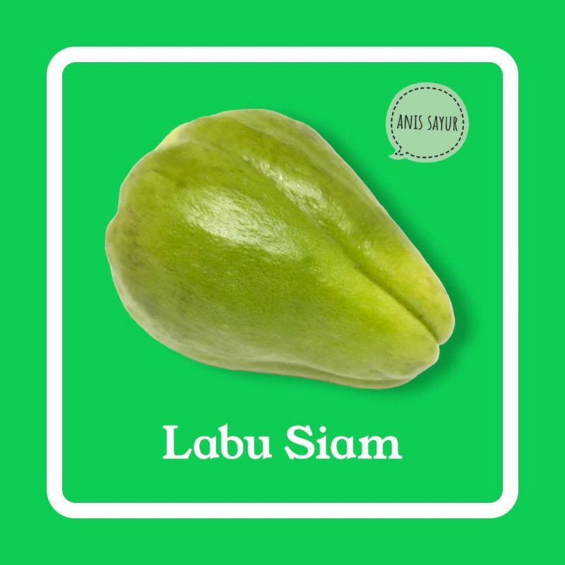 

labu siam hijau
