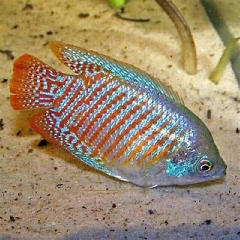 sepat ralis / dwarf gourami